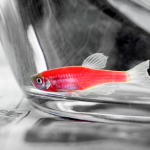 中國(guó)農(nóng)業(yè)科學(xué)院飼料研究所研究成果：腸道微生物產(chǎn)生的腐胺經(jīng)肝臟代謝為亞精胺后發(fā)揮改善魚(yú)體脂肪肝的效應(yīng)