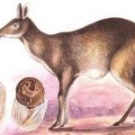 麝腸道微生物菌群的組成和結(jié)構(gòu)