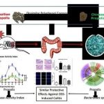 小鼠腸道微生物多樣性成功案例–蜂膠能預(yù)防結(jié)腸炎嗎？
