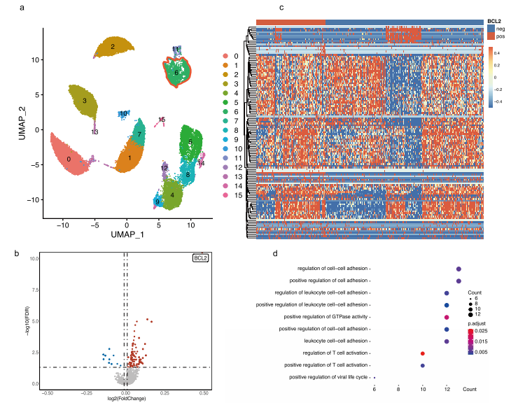 CD4+ T細(xì)胞中的BCL-2表達(dá)與T細(xì)胞活化、增殖相關(guān)