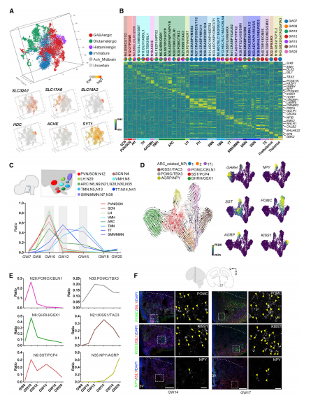 轉(zhuǎn)錄不同的神經(jīng)元亞群