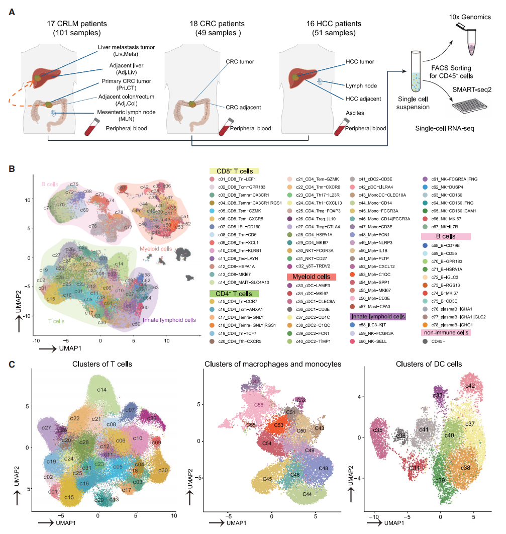 圖1 CRLM、HCC和CRC不同的免疫特征