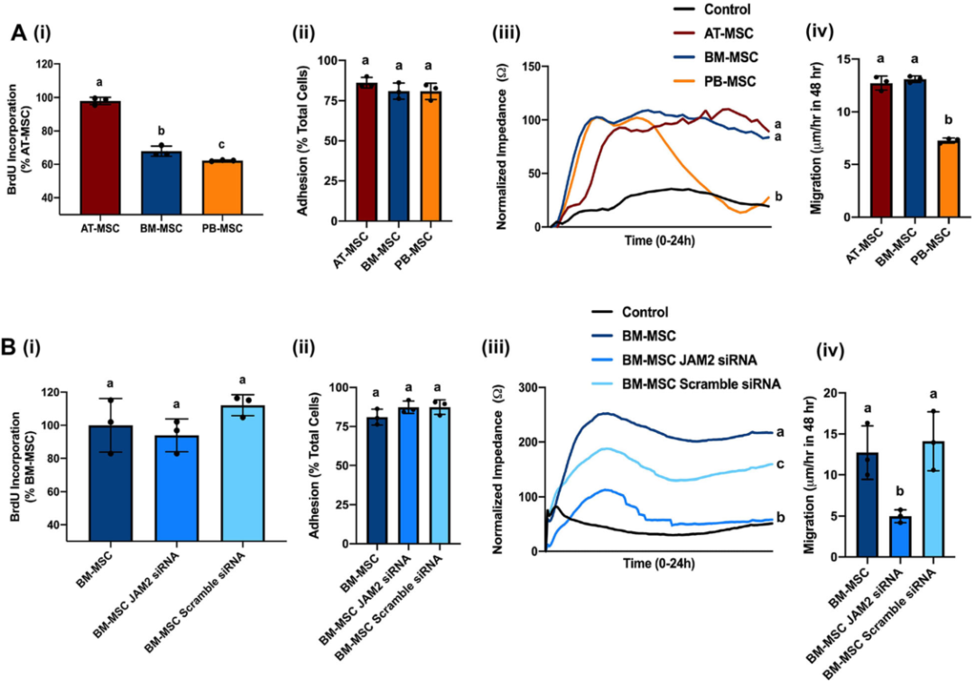 圖3敲除骨髓間充質(zhì)基質(zhì)細(xì)胞（MSCs）的連接粘附分子2（JAM2）可改變細(xì)胞的運動性