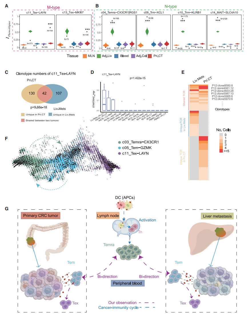 圖3?CD8+耗竭T細胞與惡性腫瘤相關且依賴于TCR
