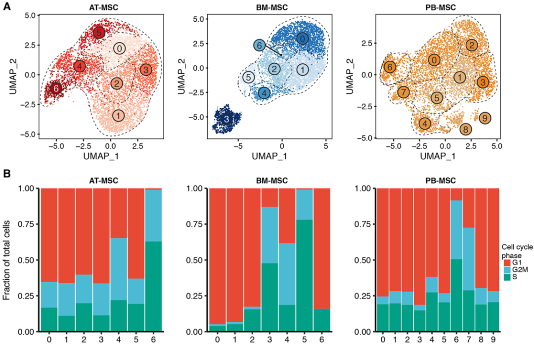 圖4單細(xì)胞RNA測序（sc?RNAseq）數(shù)據(jù)揭示了馬間充質(zhì)基質(zhì)細(xì)胞（MSCs）的源內(nèi)變異