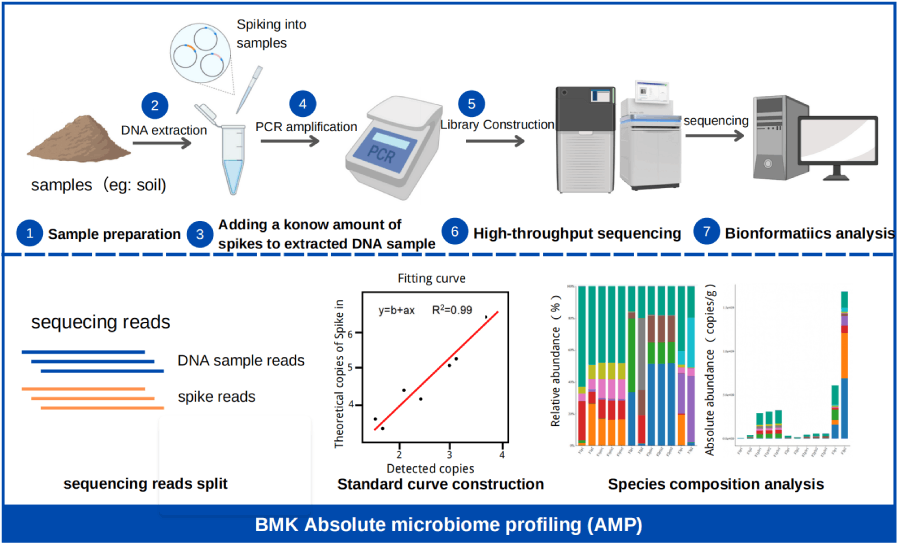 百邁客微生物絕對(duì)定量技術(shù)路線