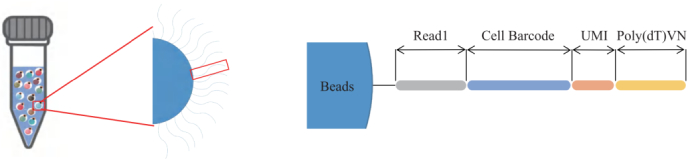 圖3：引物結(jié)構(gòu)示意圖。