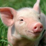 開(kāi)年首秀 | 小豬如何戴上“時(shí)空手環(huán)”