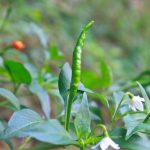 項(xiàng)目文章 | 突破性成果！辣椒基因組調(diào)控元件圖譜被系統(tǒng)繪制