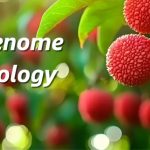 廣東省農(nóng)科院聯(lián)合華南農(nóng)大、中國熱帶農(nóng)科院在荔枝資源群體遺傳和果實(shí)性狀形成方面取得重要進(jìn)展