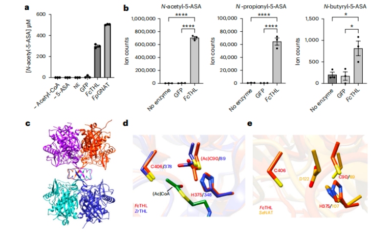 圖3?5-ASA在體外的乙酰化活性的證實