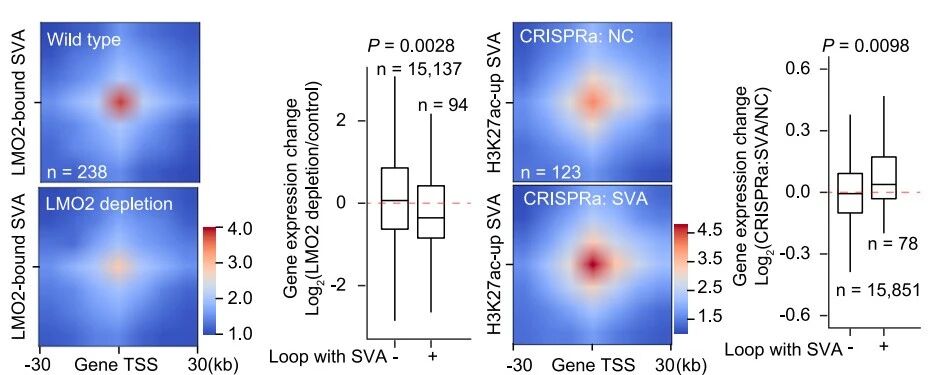 圖5. SVA通過RNA依賴性機(jī)制發(fā)揮增強(qiáng)子功能