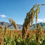 《Cell》：揭示缺磷環(huán)境促進(jìn)作物SL外排的生理現(xiàn)象，并解析其分子機(jī)制