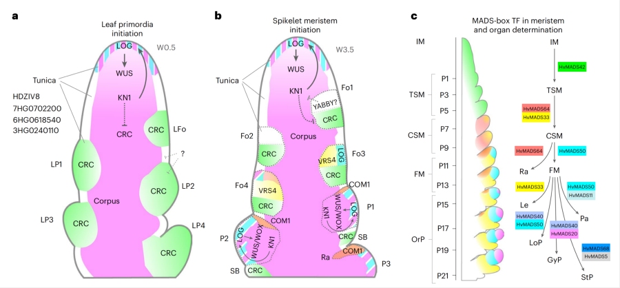 圖2. 植物SAM中原基形成和分生組織結(jié)構(gòu)的模型，以及發(fā)育中的花序示意圖