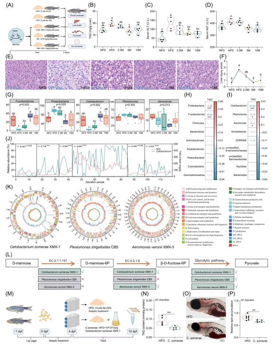 圖1-甘露糖補(bǔ)充不能直接緩解HFD誘導(dǎo)的肝臟脂肪變性，但會(huì)促進(jìn)C.somerae的生長