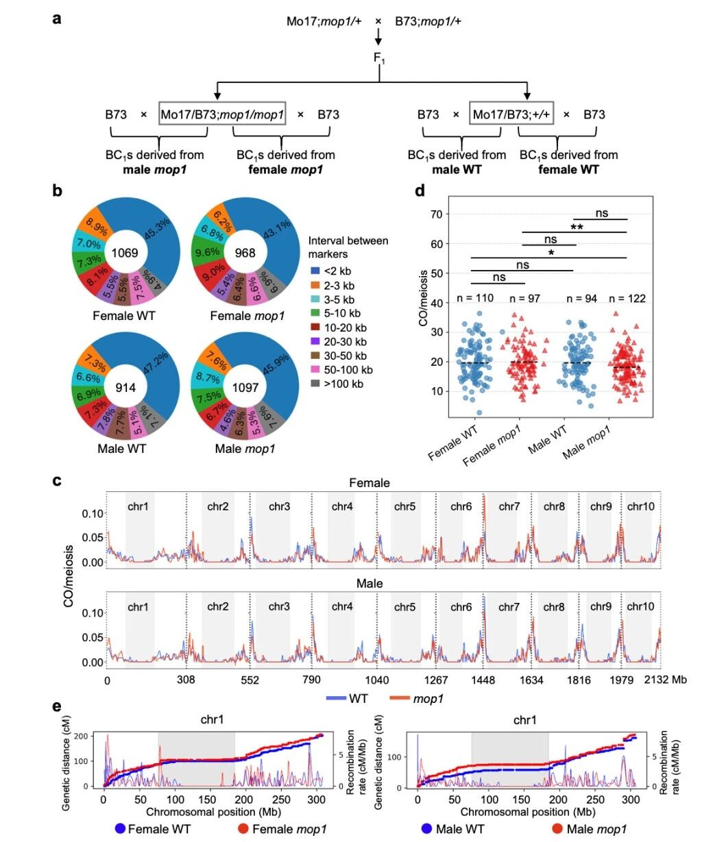 圖1?雄性mop1突變體與雌性mop1突變體相比，交叉（CO）數(shù)量減少。