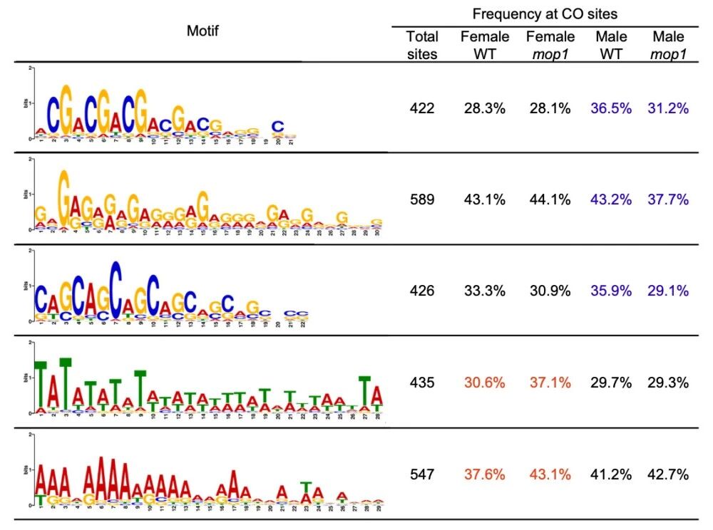 圖2?在雄性mop1突變體中，G/C相關(guān)基序的頻率降低，而在雌性mop1交叉互換（COs）中A/T相關(guān)基序的頻率增加。