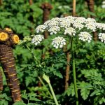 川芎水稻輪作內(nèi)在機(jī)制解析最新研究進(jìn)展丨《Journal of Cleaner Production》成都中醫(yī)藥大學(xué)國錦琳教授團(tuán)隊(duì)