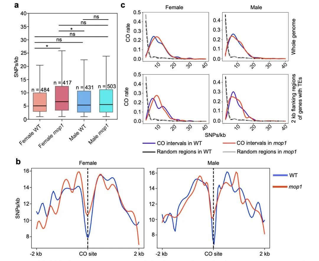圖3?mop1基因，尤其在雌性個體中，傾向于在遺傳多樣性較高的區(qū)域引入新的交叉（CO）位點。