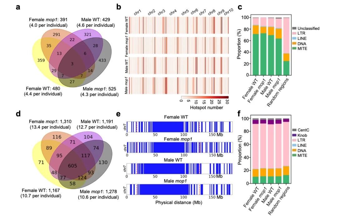 圖5 交叉位點（CO）在MITE序列附近富集，而冷點則與LTR逆轉(zhuǎn)座子相關(guān)聯(lián)