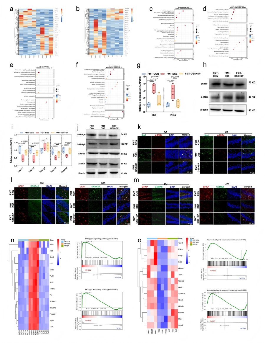 圖6 SP通過調(diào)節(jié)腸道微生物組影響海馬基因的表達(dá)